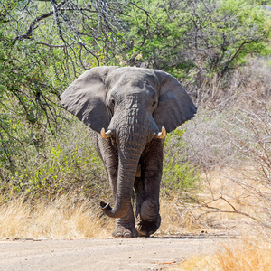 一头非洲大象在非洲南部的跑道上行走