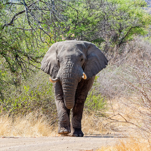 一头非洲大象在非洲南部的跑道上行走