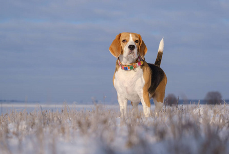 一只小猎犬的肖像在阳光明媚的冬日在白雪覆盖的田野上散步