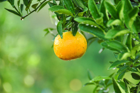 树上生长着美丽成熟的橙色