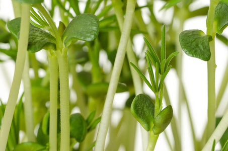 甜鲁平豆苗宏观前景。 年轻的植物从含有有毒生物碱的羽扇豆粒中发芽。 绿色的芽和叶子。 卢皮努斯穆塔比利斯。 白色背景上的照片。