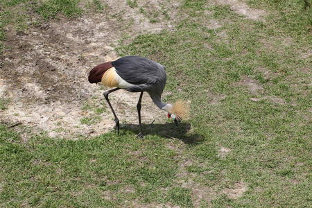 东非灰冠鹤图片