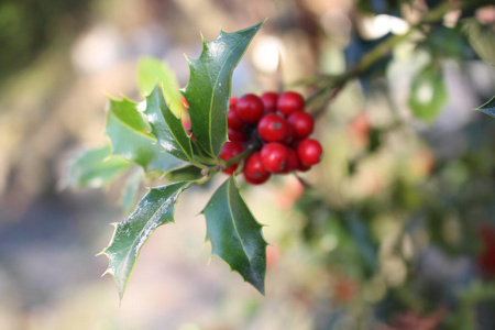 在秋天的天气里，冬青美丽的红色浆果和树上锋利的叶子在欧洲的圣诞节象征。