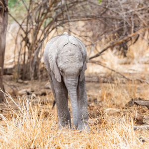 南非热带草原林地中的非洲象犊