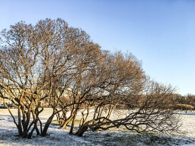 圣彼得堡最美丽的公园之一的第一场雪