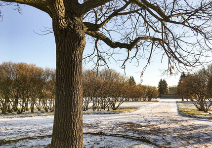 圣彼得堡最美丽的公园之一的第一场雪