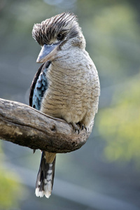 蓝色翅膀的Kookaburra坐在一棵老树上