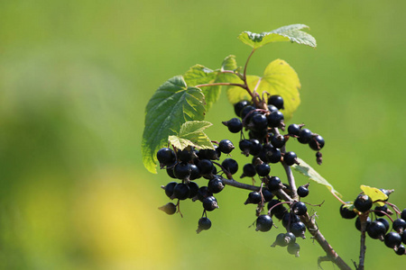 灌木树枝上的黑加仑。 灌木丛上的黑色醋栗。 花园里的黑加仑。 拉脱维亚的夏季浆果。 绿色背景与黑色醋栗。
