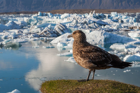 大鸟在乔库尔萨隆冰川泻湖的冰山上看着全球变暖和气候变化