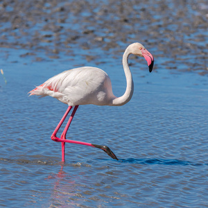 粉红色的火烈鸟在蓝色的池塘水中行走