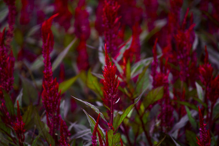 花圃中的青。长的红色花序