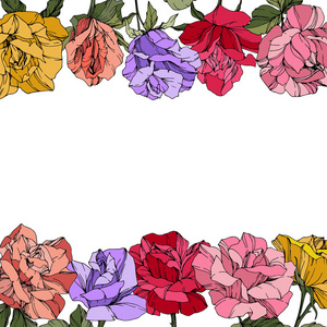 矢量玫瑰。 花卉植物花卉。 红色粉红色和紫色雕刻墨水艺术。 花边插图。