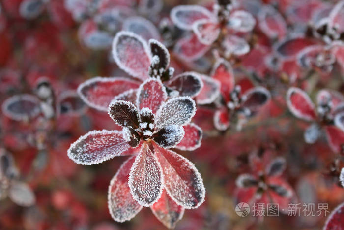 冻僵的杜鹃花带着红叶，第一次霜冻，寒冷的天气，冻水，霜冻和霜冻。 宏观镜头。 早期冬季模糊背景。