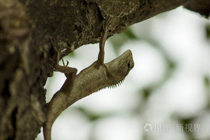 一只蜥蜴正在爬树上