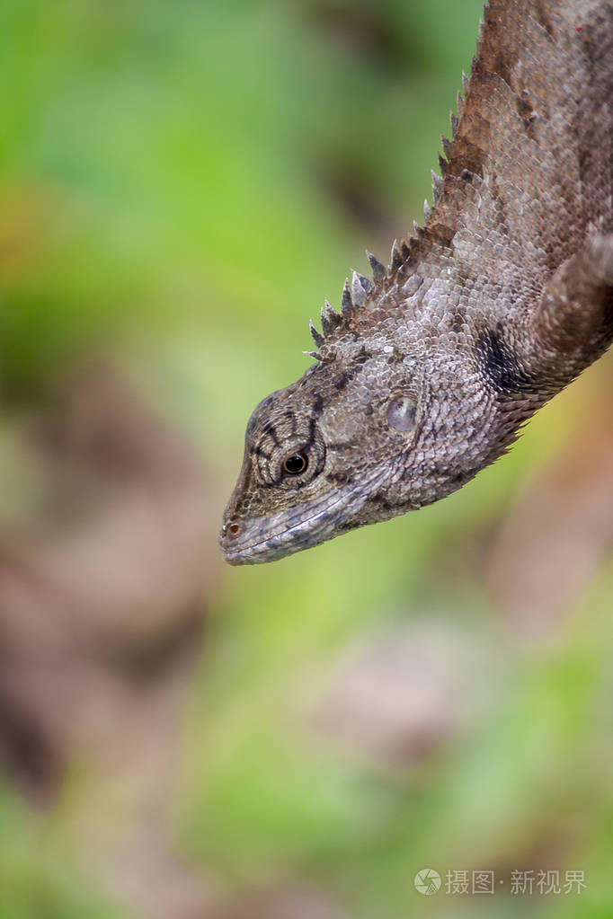 一只蜥蜴正在爬树上