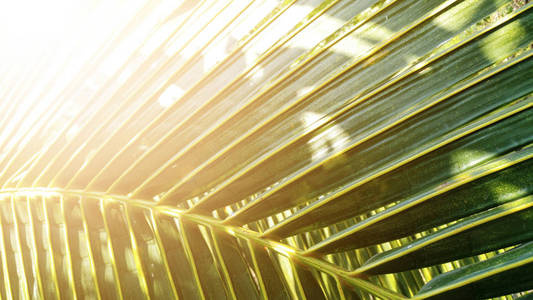 热带绿色椰子叶纹理背景深色色调与太阳升起。