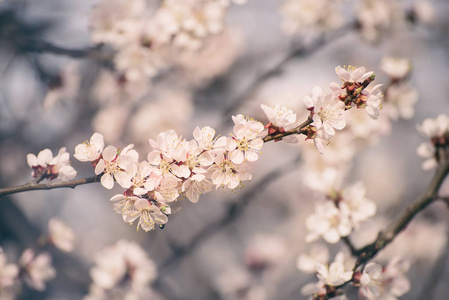 杏树花图片