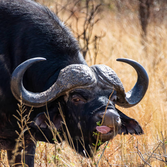 南非热带草原上觅食的水牛角公牛