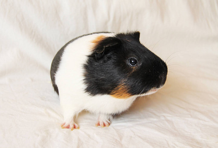 白色毯子上可爱的三色豚鼠照片