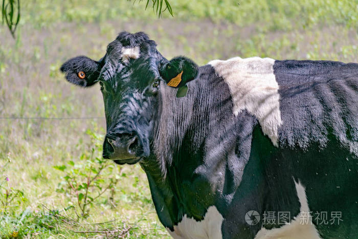 乌拉圭圣何塞省农村环境部的黑白奶牛直视镜头