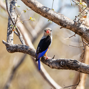一只灰头翠鸟栖息在南非的一棵树上