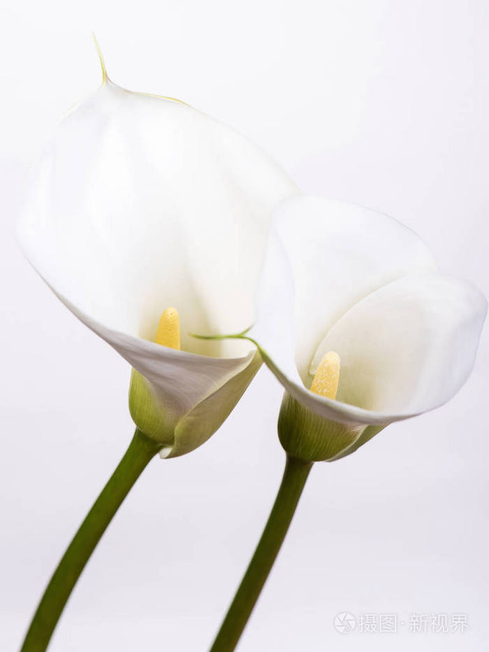 贺卡与温和的白色花朵在白色的背景和复制空间