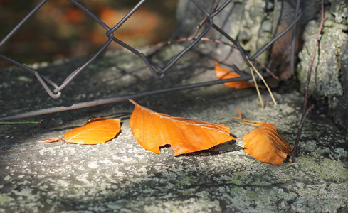 山毛榉树的几片落叶橙色近照图片