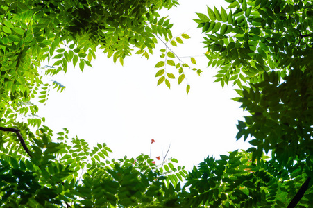 有树枝和蓝天的顶景