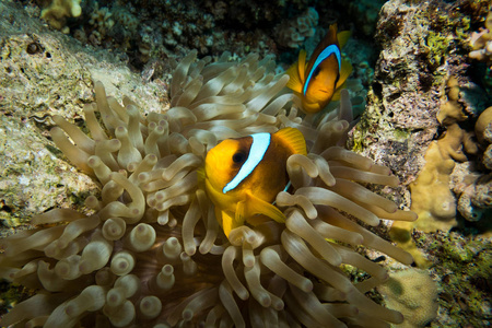 小丑鱼或海葵生活在他们壮丽的海葵上，在五颜六色的珊瑚礁红海埃及。