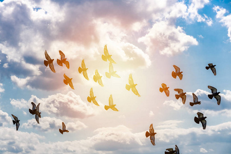 一群鸽子在蓝天中飞翔,在云彩和阳光中飞翔,自由的概念照片