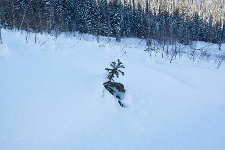 西伯利亚俄罗斯自然冬季
