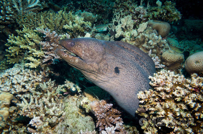 一条巨大的moray鳗鱼在埃及红海的夜晚从珊瑚洞里探出头来水下摄影