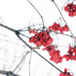 冬季振动。 美丽的冬天。 第一场雪