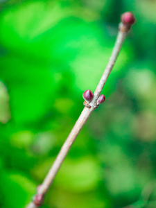 一棵没有芽的树的逃跑背景模糊