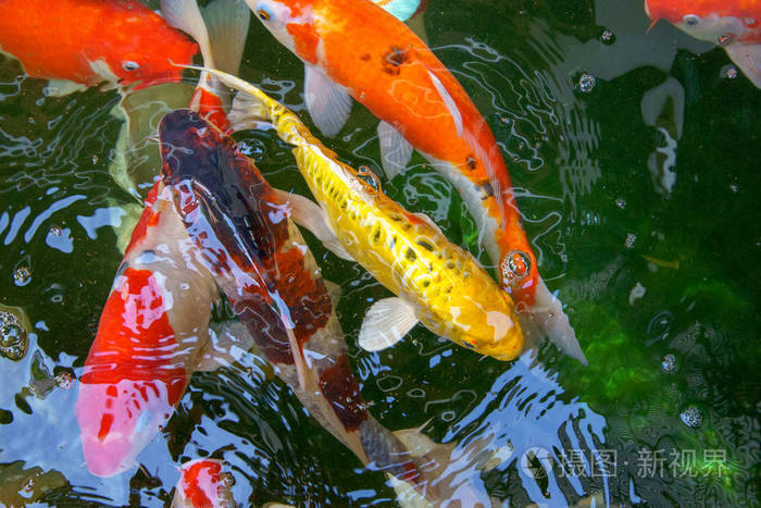 池塘里五颜六色的花鱼或锦鲤鱼