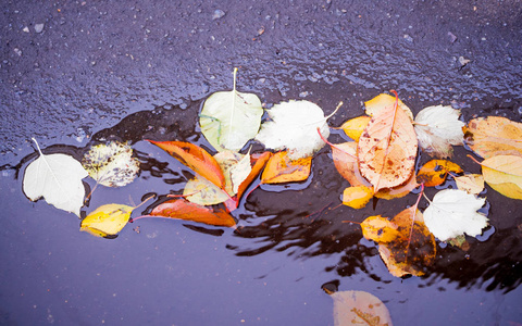 秋天的树叶在水面上特写
