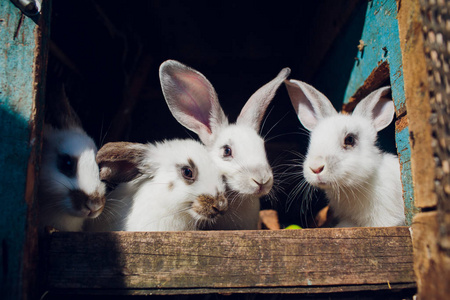 一群年轻的兔子在哈奇