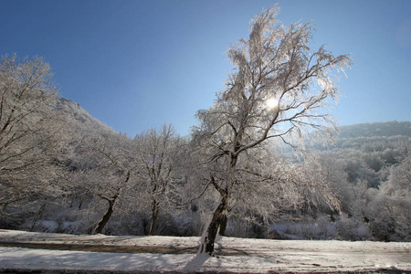 太阳和白雪覆盖的森林