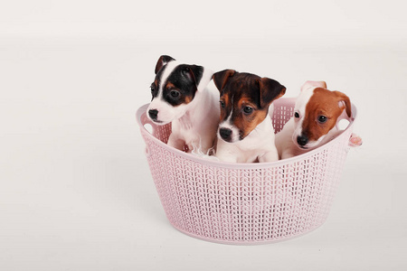 杰克罗塞尔幼犬在白色背景的粉红色篮子里