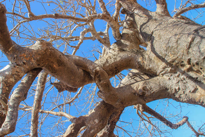 古老的猴面包树的大树枝