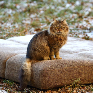 毛茸茸的家猫坐在被雪覆盖的废弃沙发上