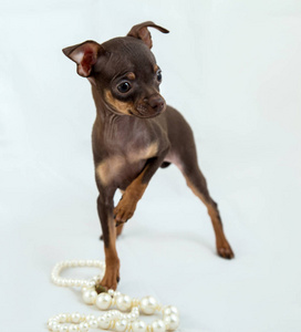 俄罗斯玩具猎犬小狗，白色背景，带珠子