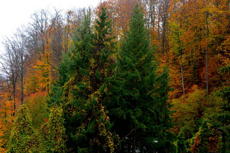 秋天的颜色在圣安娜罗希亚修道院。罗马尼亚特兰西瓦尼亚森林中典型的乡村景观