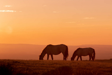 科罗拉多大沙漠日落时的野马