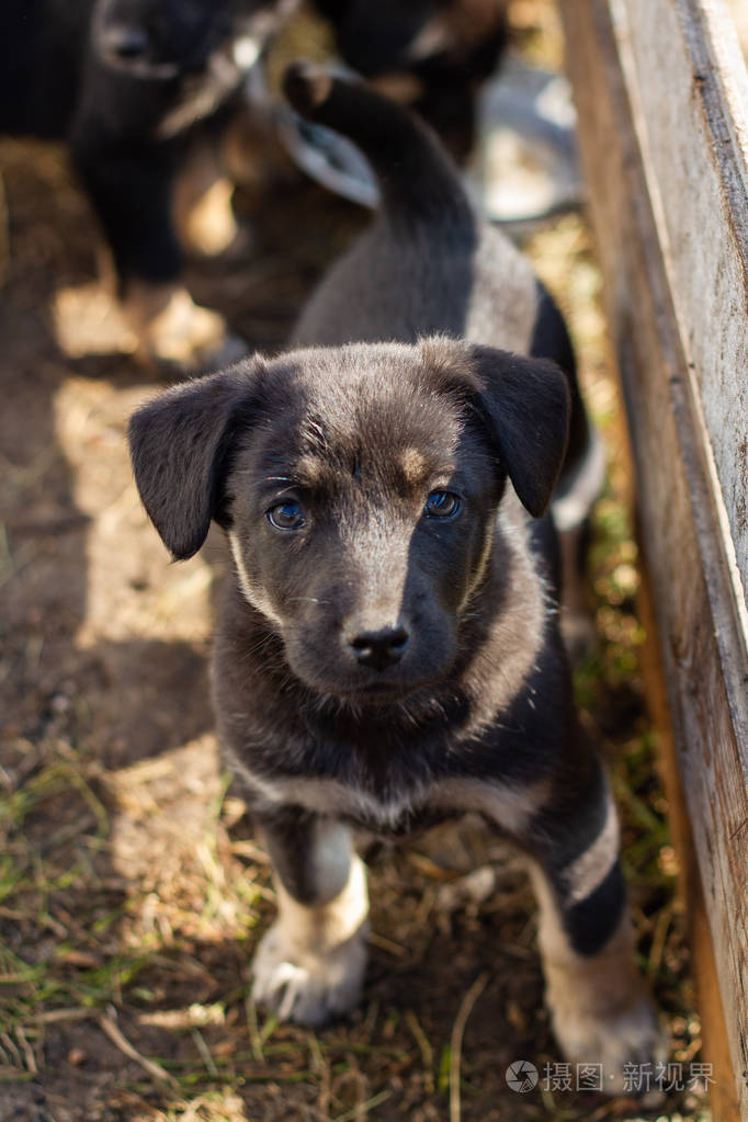 无家可归的狗,小狗抬头看镜头照片-正版商用图片150e8d-摄图新视界