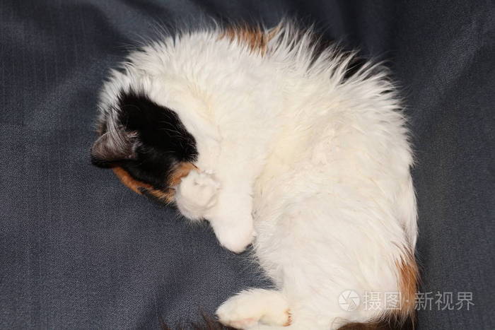 白猫蜷缩起来,睡觉特写