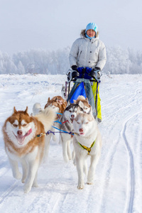 女人穆舍躲在雪橇后面，在雪上雪橇狗比赛在冬天。