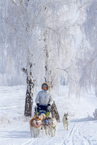 女人穆舍躲在雪橇后面，在雪上雪橇狗比赛在冬天。