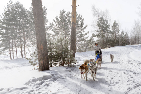 女人穆舍躲在雪橇后面，在雪上雪橇狗比赛在冬天。