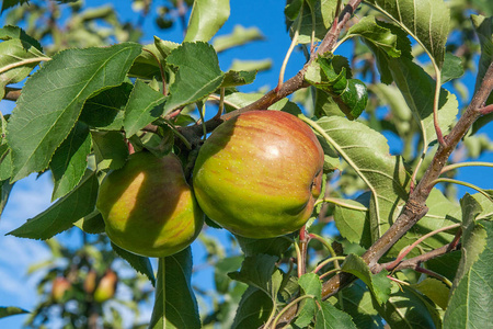 树枝上结满了成熟的有机苹果，果园里结满了采摘